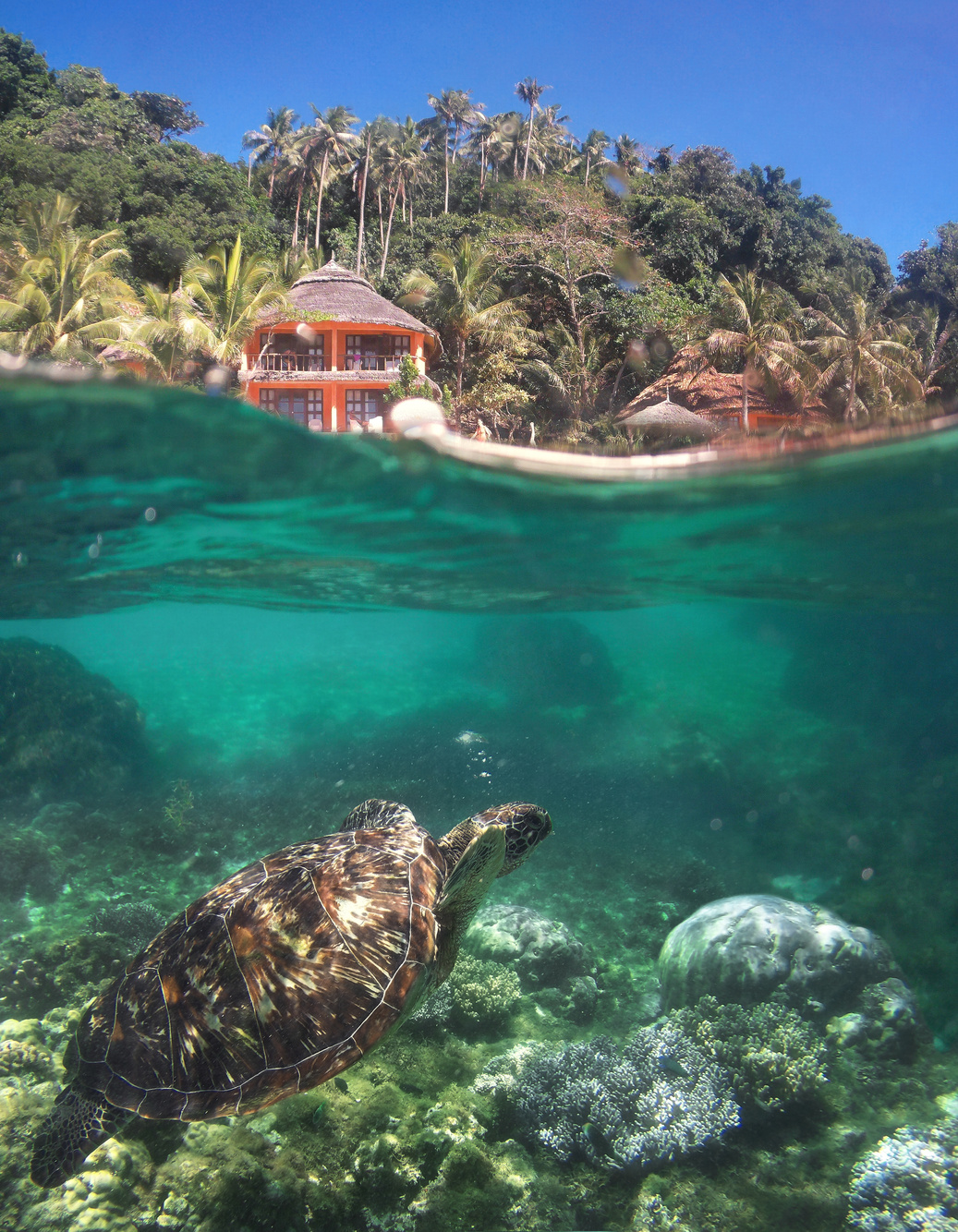 Apo island underwater scene