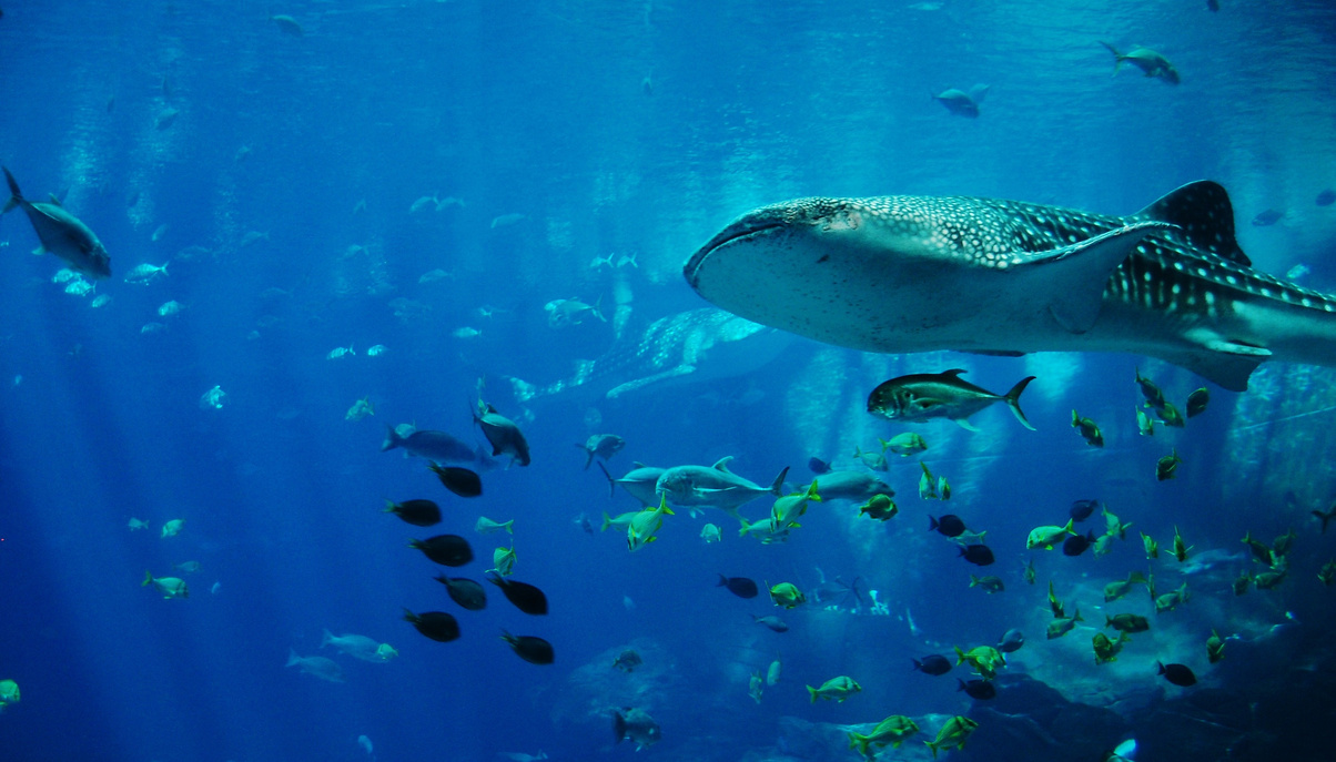 Whale Shark in a Aquarium