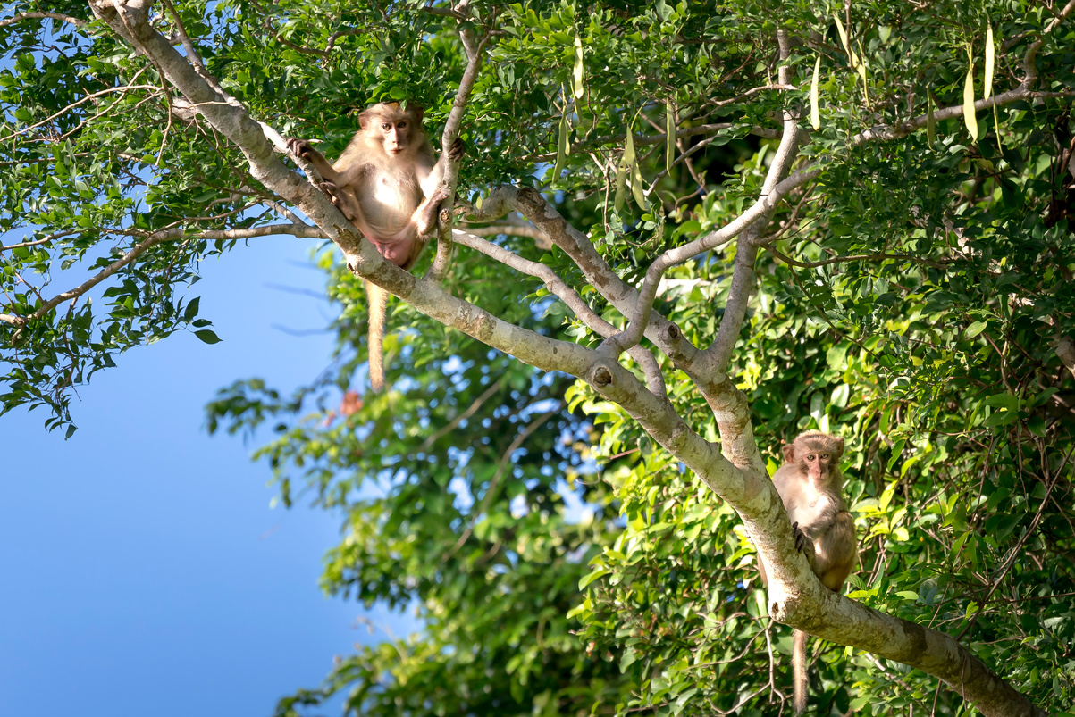 Monkeys on Son Tra peninsula in Danang City, Vietnam