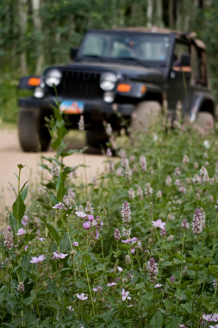 Wildflowers and Jeep on Trail