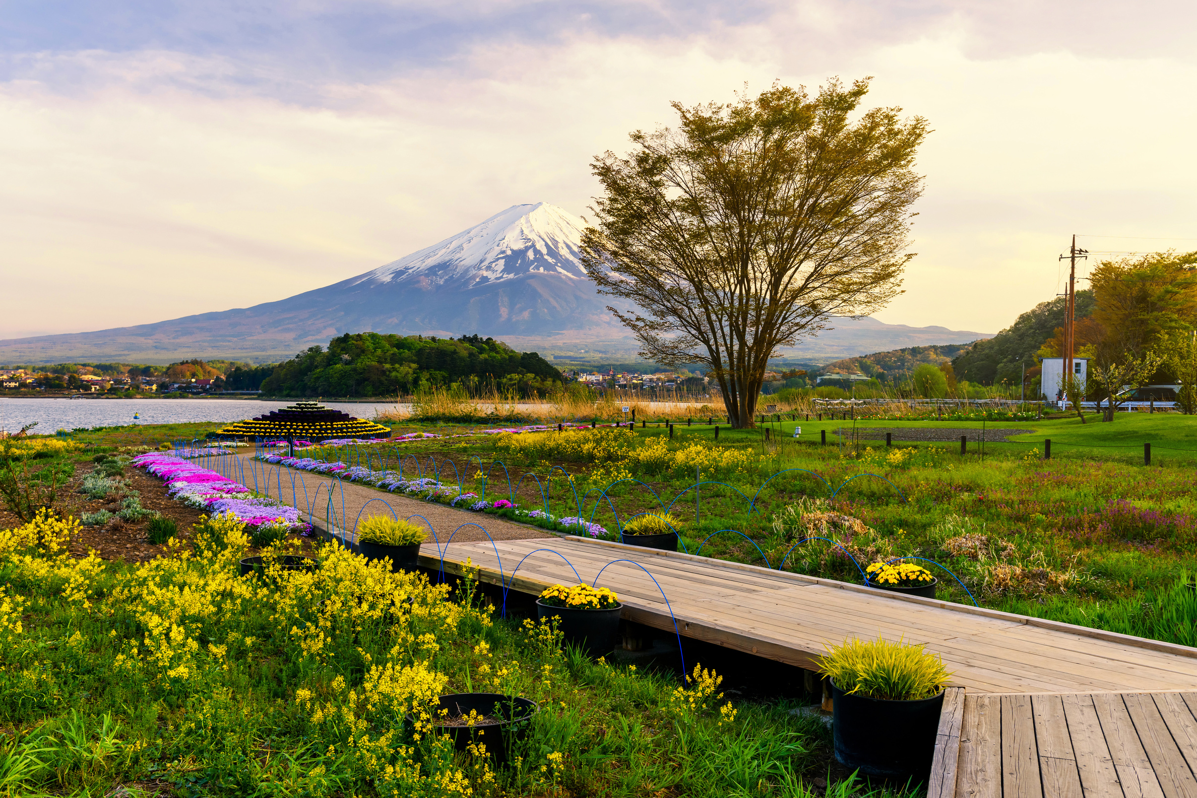 Oishi spring garden at dusk, Kawaguchiko