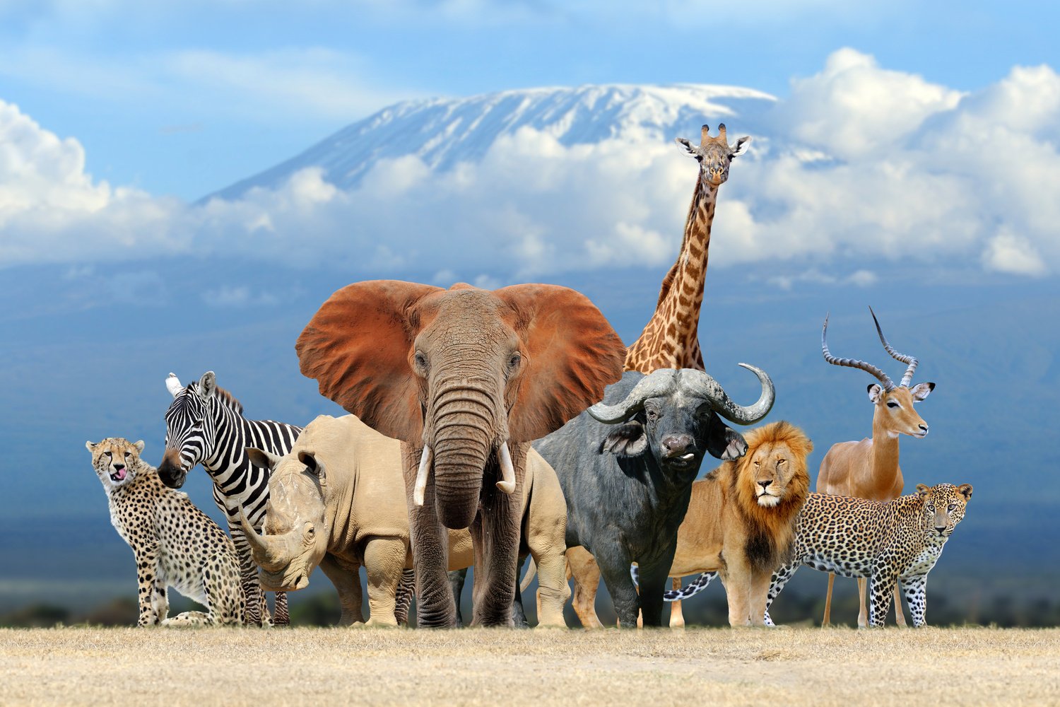 Group of African Safari Animals