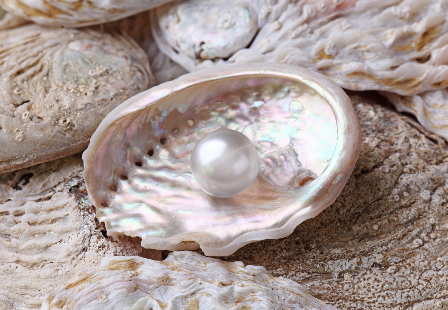 Pearls in a shell