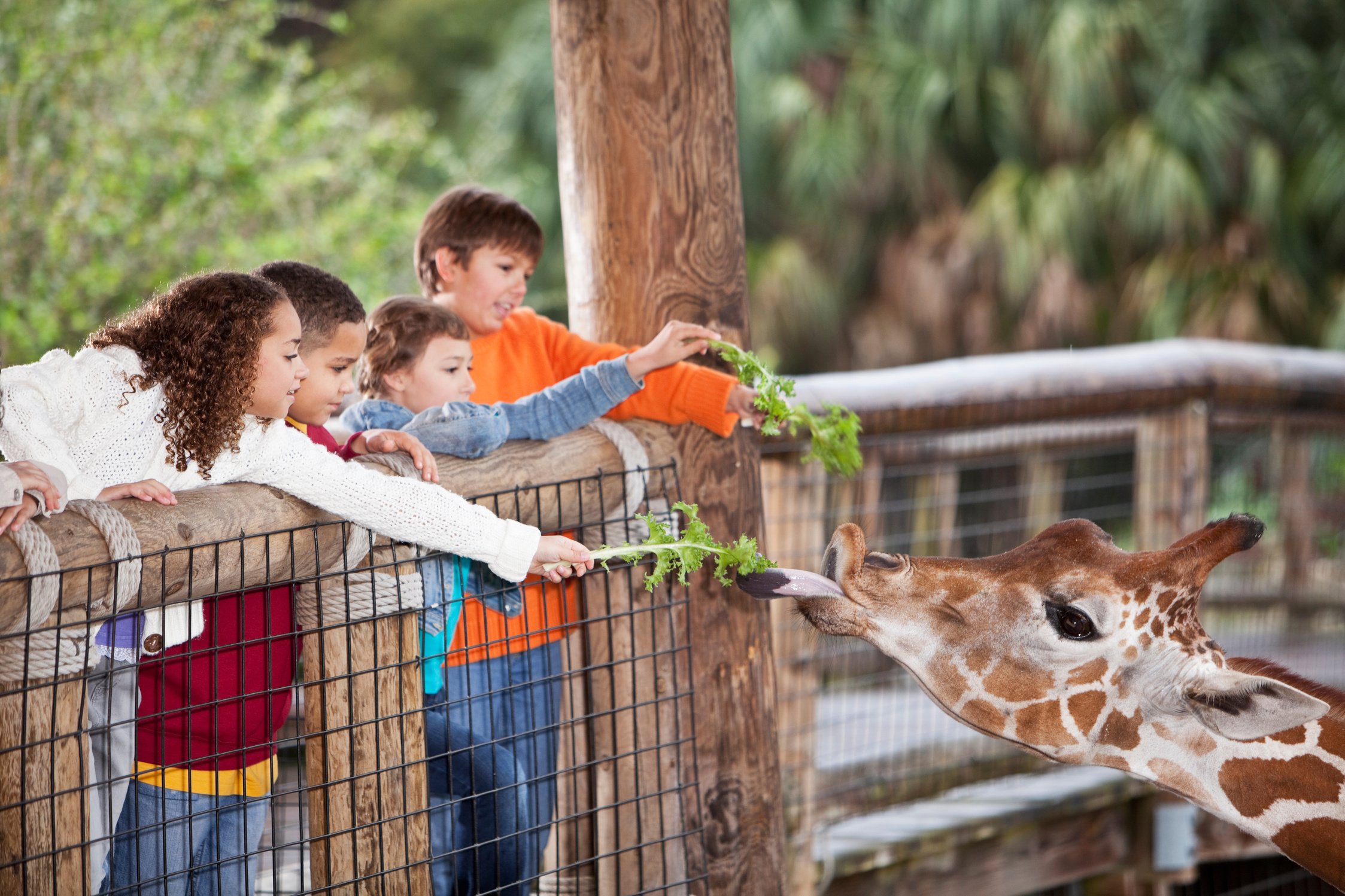 Children at zoo feeding giraffe