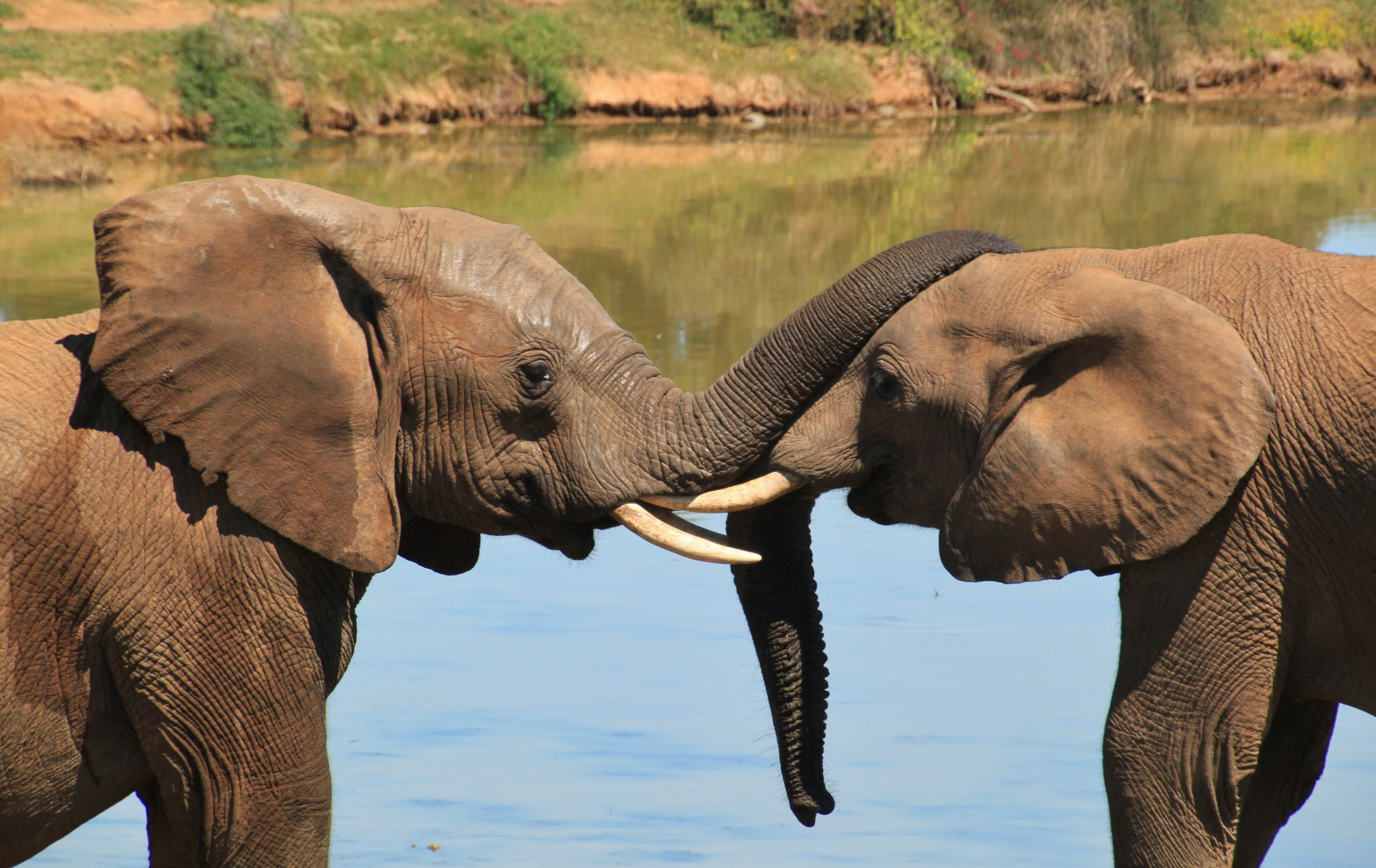 Elephants in Nature