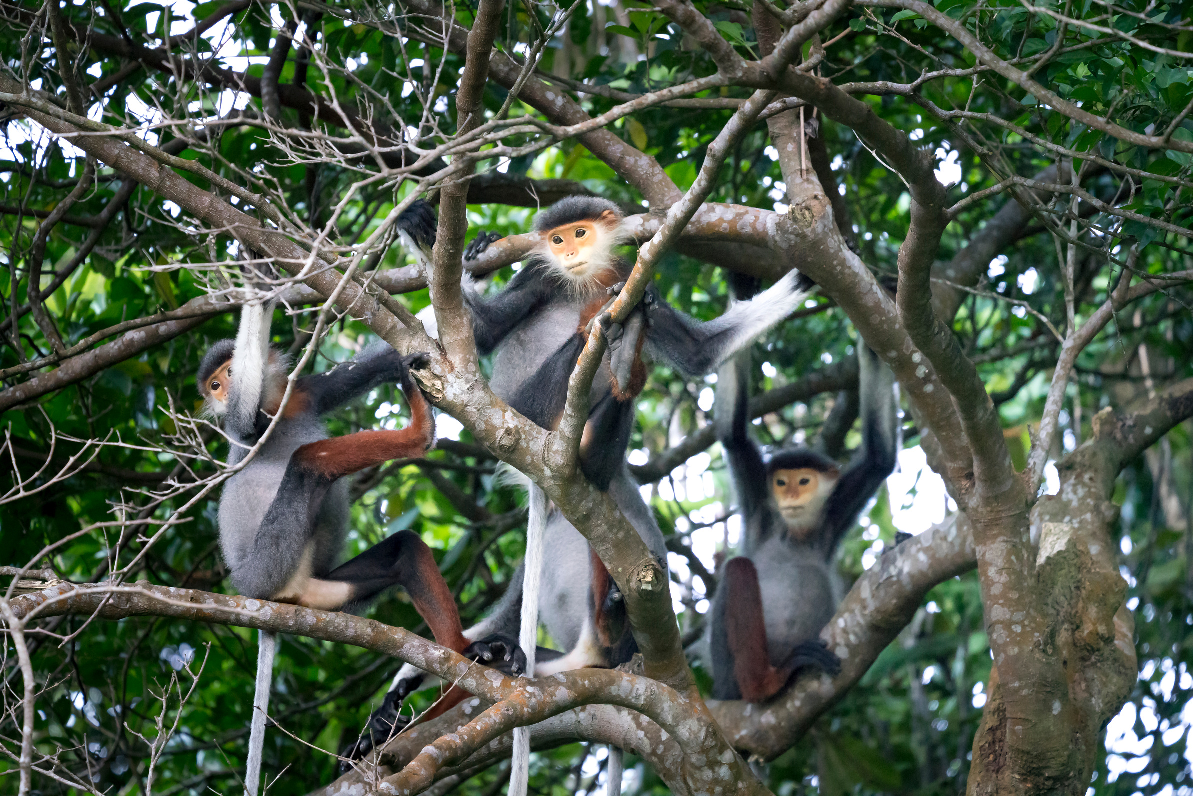 Red-shanked Douc- Langur on Son Tra peninsula in Da Nang City, Vietnam