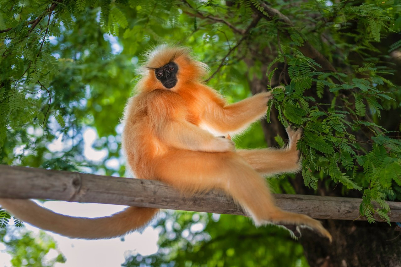 Gee's Golden langur, Guwahati, Assam, India.