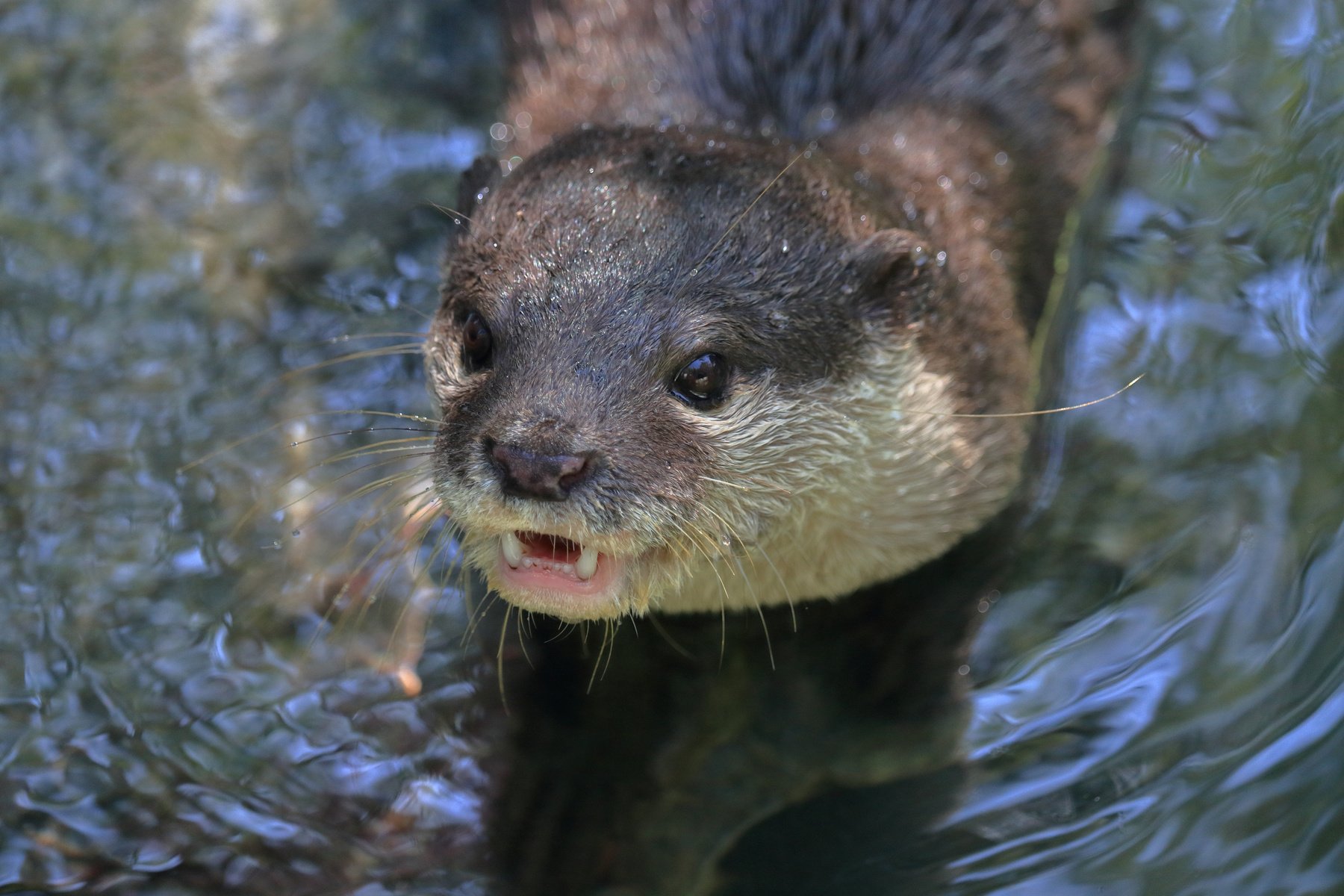 Asian small-clawed otter(Oriental small-clawed otter)