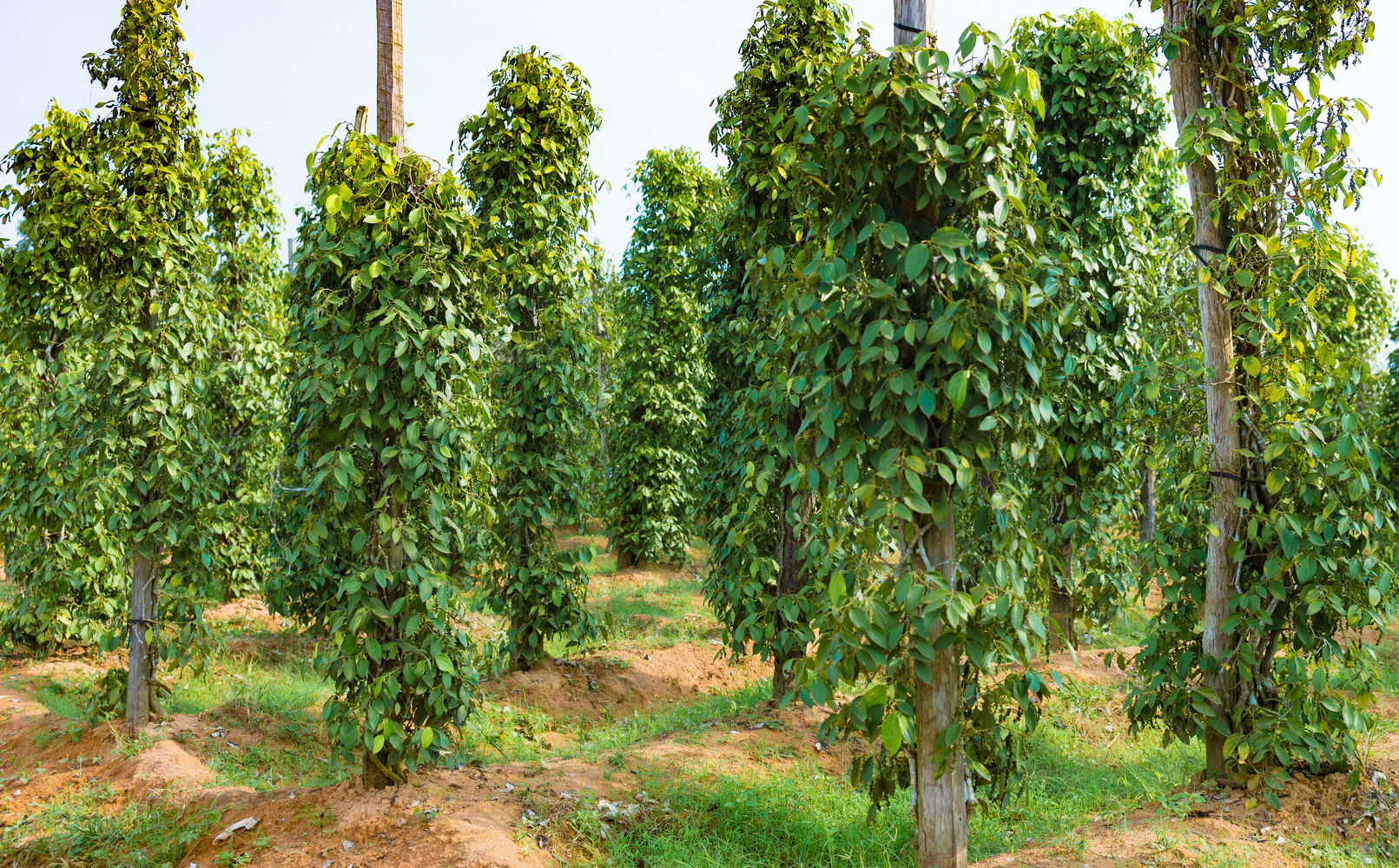 Black Pepper Plantation